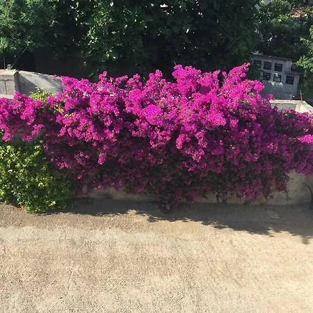 Apartment Alivu Bastia (Corsica)